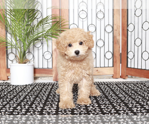 Poochon Puppy for sale in NAPLES, FL, USA