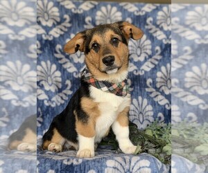 Pembroke Welsh Corgi Puppy for sale in CHRISTIANA, PA, USA