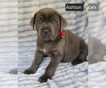 Small #4 Cane Corso