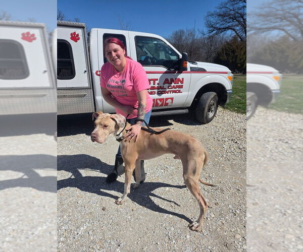 Medium Photo #2 Great Dane Puppy For Sale in Foristell, MO, USA