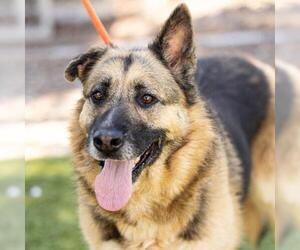 German Shepherd Dog Dogs for adoption in Camarillo, CA, USA