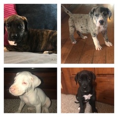 Great Dane Dogs for adoption in MORELAND, GA, USA