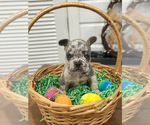 Puppy Ruby French Bulldog