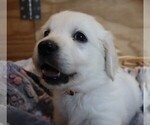 Puppy Chinook English Cream Golden Retriever