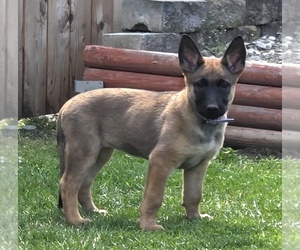 German Malinois Puppy for sale in MEAD, WA, USA