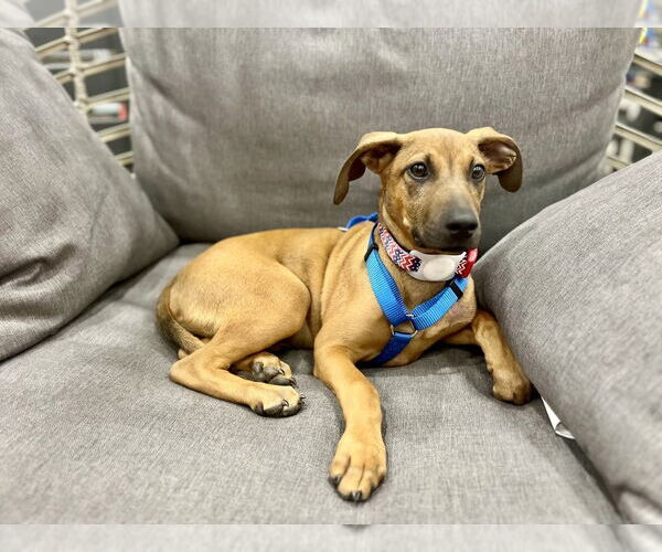 Medium Photo #5 Mutt Puppy For Sale in Mooresville, NC, USA