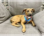 Small #4 Mutt