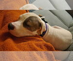 Small #28 Mutt