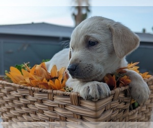 Labrador Retriever Puppy for Sale in SACRAMENTO, California USA