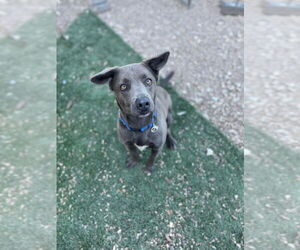 Unknown-Weimaraner Mix Dogs for adoption in Foristell, MO, USA