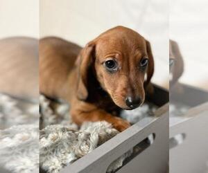 Dachshund Puppy for Sale in SAN DIEGO, California USA