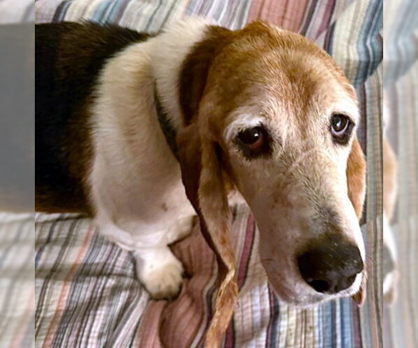 Medium Photo #2 Basset Hound Puppy For Sale in Deepwater, NJ, USA