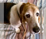 Small #1 Basset Hound