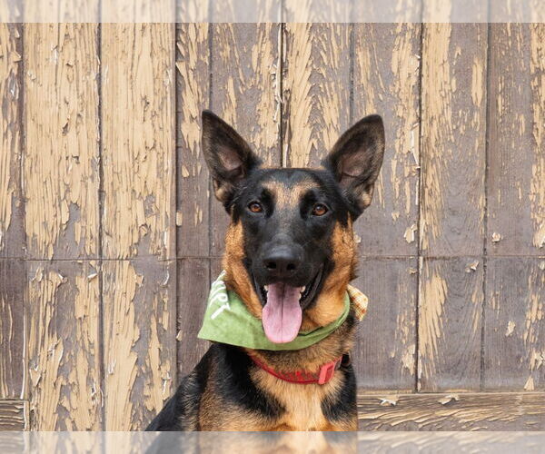 Medium Photo #21 German Shepherd Dog-Unknown Mix Puppy For Sale in Lake Forest, CA, USA