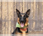 Small #20 German Shepherd Dog Mix