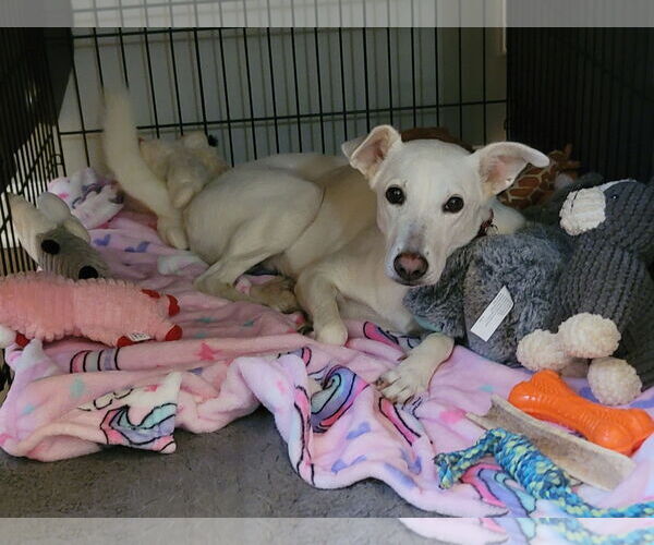 Medium Photo #2 Unknown-white german shepherd Mix Puppy For Sale in Hoffman Estates, IL, USA