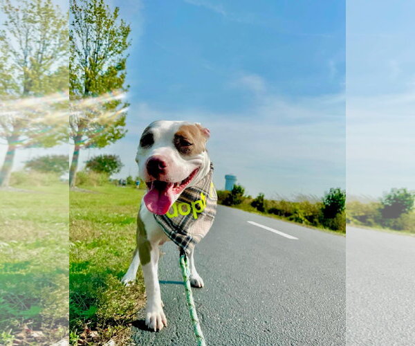 Medium Photo #11 American Pit Bull Terrier-Unknown Mix Puppy For Sale in Germantown, OH, USA