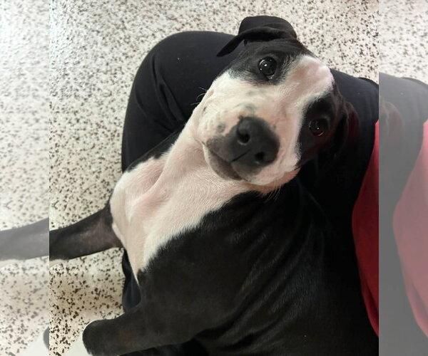 Medium Photo #4 American Staffordshire Terrier-Unknown Mix Puppy For Sale in Holly Springs, NC, USA