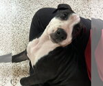 Small #3 American Staffordshire Terrier Mix