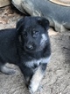 Small Photo #3 German Shepherd Dog Puppy For Sale in LOUISBURG, NC, USA