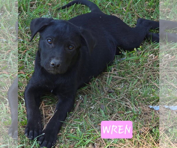 Medium Photo #2 Labrador Retriever-Unknown Mix Puppy For Sale in Alexander, AR, USA