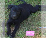 Small #1 Labrador Retriever Mix