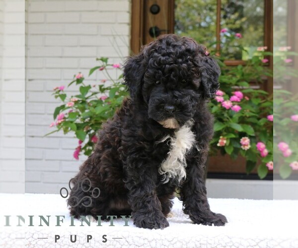 Medium Photo #3 Goldendoodle (Miniature) Puppy For Sale in NARVON, PA, USA