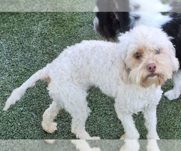 Medium Photo #2 Bichon Frise Puppy For Sale in Carrollton, TX, USA