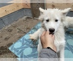 Puppy 3 Samoyed-Siberian Husky Mix