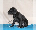 Small #2 Great Dane
