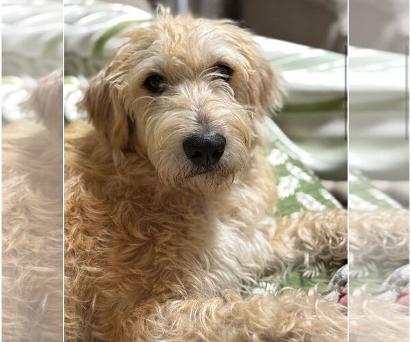 Medium Photo #1 Mutt Puppy For Sale in Houston, TX, USA