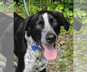 Border Collie-Unknown Mix Dogs for adoption in New York, NY, USA