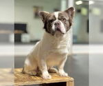 Small #1 French Bulldog Mix