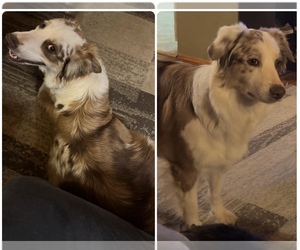 Mother of the Australian Shepherd-Miniature Australian Shepherd Mix puppies born on 06/09/2025