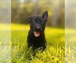 Puppy Sky German Shepherd Dog