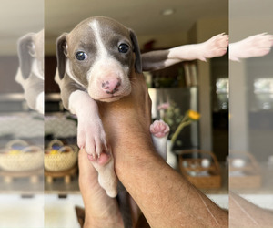 Italian Greyhound Puppy for sale in BEAUMONT, CA, USA