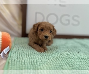 Cavapoo Puppy for sale in HOUSTON, TX, USA