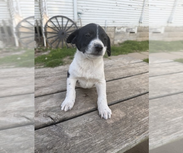 Medium Photo #1 Border-Aussie Puppy For Sale in MOUNT PLEASANT, IA, USA