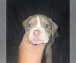 Small #8 Olde English Bulldogge