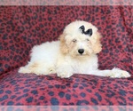 Small #8 Cockapoo (Miniature)