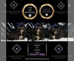 Small Photo #15 Shih Tzu Puppy For Sale in WARSAW, IN, USA