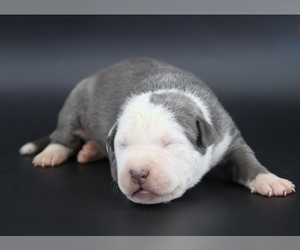 American Bully Puppy for sale in CHAMPAIGN, IL, USA