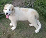 Small Photo #1 Great Pyrenees Puppy For Sale in LESTER PR, MN, USA