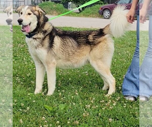 Medium Photo #2 Alaskan Malamute-Unknown Mix Puppy For Sale in Minneapolis, MN, USA
