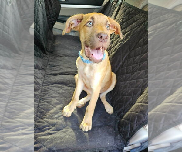 Medium Photo #3 Great Dane Puppy For Sale in Bullard, TX, USA