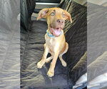 Small #2 Great Dane