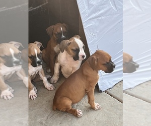 Boxer Puppy for sale in RANCHO CUCAMONGA, CA, USA