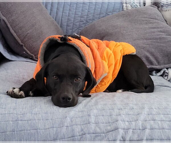 Medium Photo #1 Labrador Retriever-Unknown Mix Puppy For Sale in Conway, AR, USA