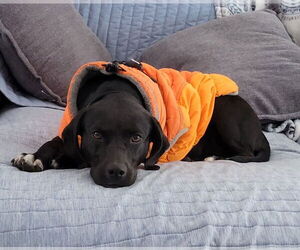 Labrador Retriever-Unknown Mix Dogs for adoption in Conway, AR, USA