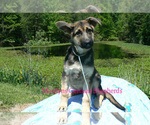 Small #4 German Shepherd Dog